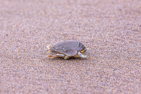 Up close photo of a mole (sand) crab (Emerita talpoida).