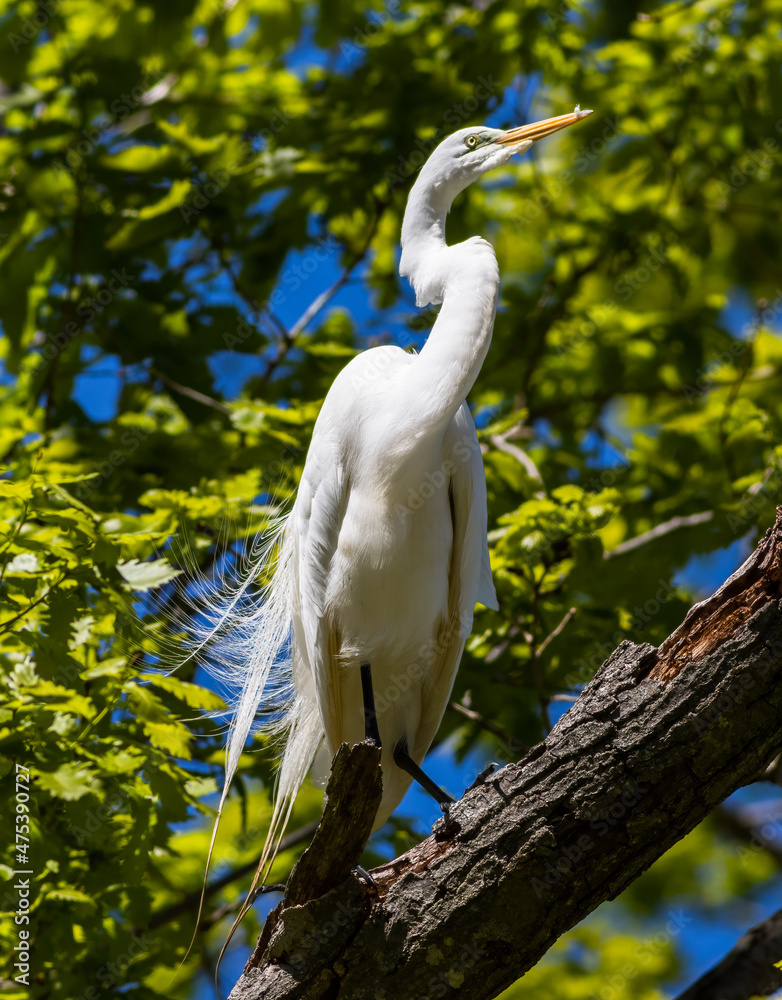 Poster Low angle shot of a Great egret perched on a tree