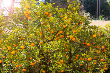 Orange tree with fruits against a blue sky