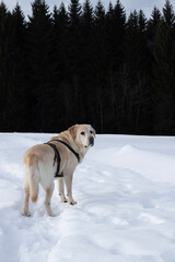 golden retriever in snow
