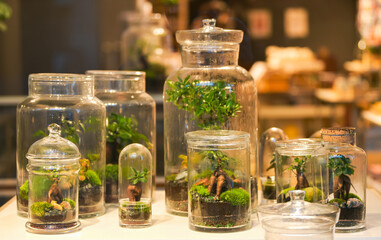 Plants store. A shop window full with a lot of bonsai plants in different sizes.