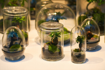 Plants store. A shop window full with a lot of bonsai plants in different sizes.