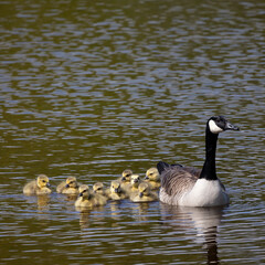 Scenic view of a duck swimming with its offspring in the lake