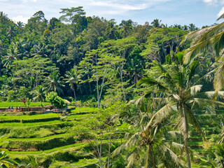 Fototapeta na wymiar Indonesia, Bali, Ubud. Tegallalang Rice Terraces near Ubud