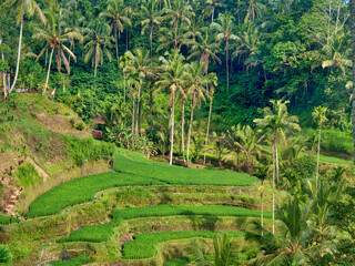 Obraz premium Indonesia, Bali, Ubud. Tegallalang Rice Terraces near Ubud