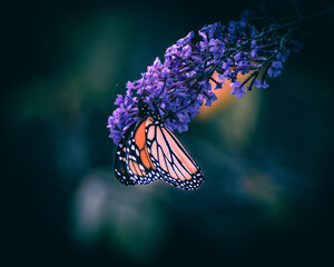 Selective focus shot of a Danaida monarch on jacaranda