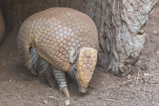 A southern spherical armadillo comes out of its cave