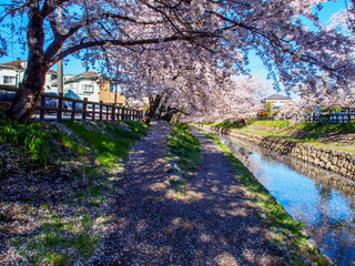 beautiful cherry blossoms trail with the canal