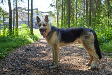 Dog German Shepherd in a forest in a summer