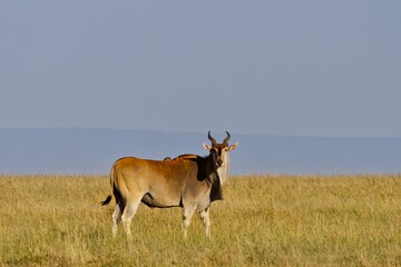 safari