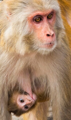 Obraz premium Monkey with cub, Kathmandu, Nepal
