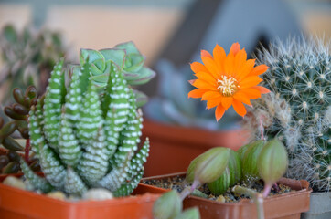 Orange flower of cactus bloom at the balcony