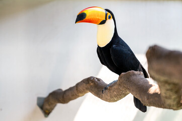 Fototapeta premium Tuco toucan sits on a tree branch on a light background. Portrait of a toucan with a large yellow beak