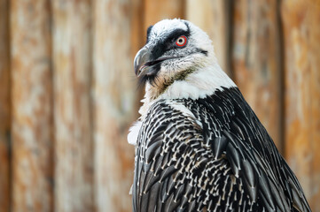 Bearded Vulture close up sits on the wood background