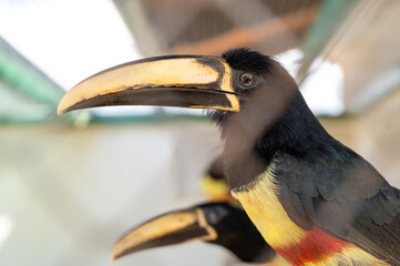 The toucan sits on a tree branch on a light background