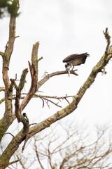 Osprey in tree eating a fish 
