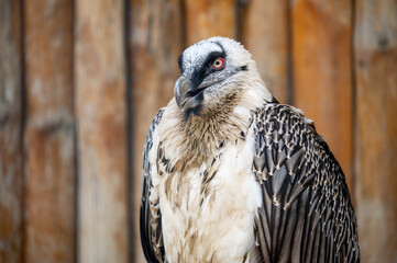 Bearded Vulture close up sits on the wood background
