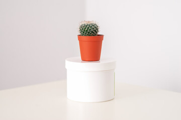 White jar with cactus in little pot on the white table against a white background with copy space. Depilation concept