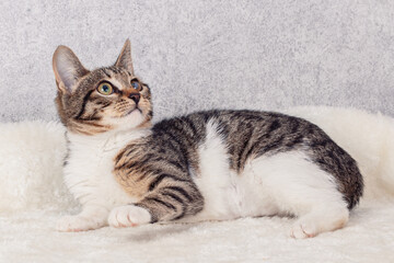 A striped mongrel kitten is lying on a white fur bed. Close-up, selective focus