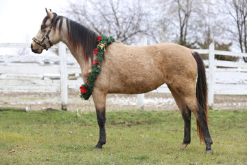 Naklejka na ściany i meble Saddle horse wearing christmas wreath decoration outdoors