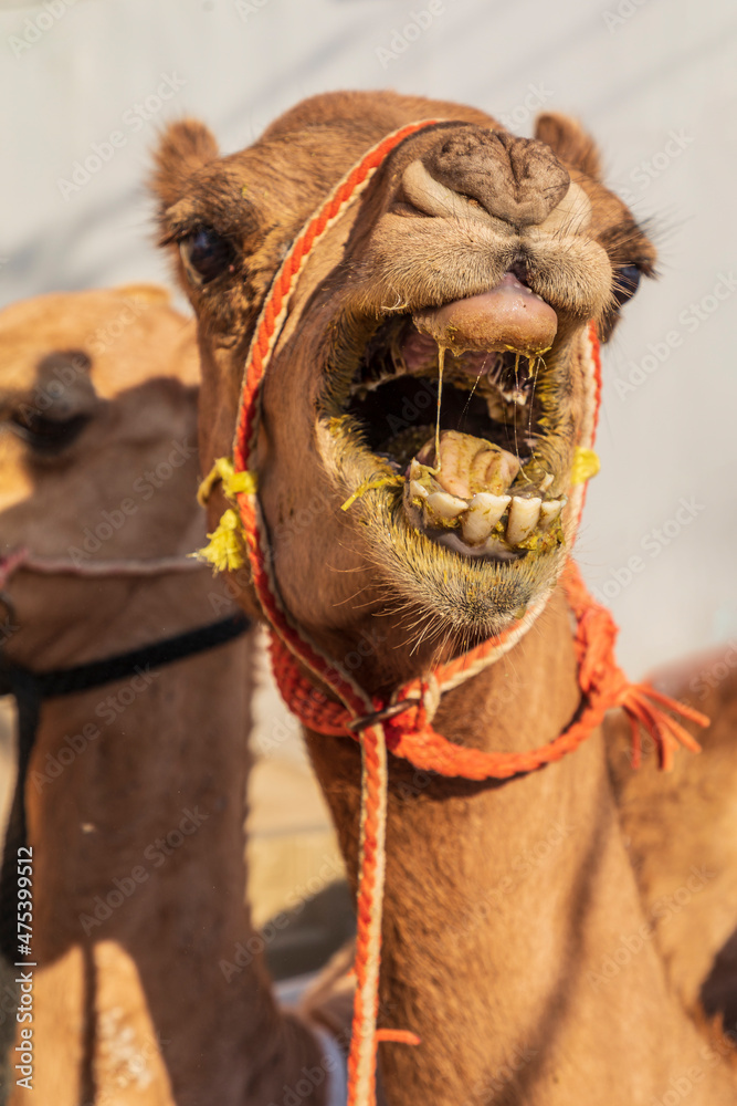 Poster Middle East, Arabian Peninsula, Oman, Al Batinah South, Sinaw. Camels for sale at the souk in Sinaw, Oman.