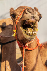 Middle East, Arabian Peninsula, Oman, Al Batinah South, Sinaw. Camels for sale at the souk in Sinaw, Oman.
