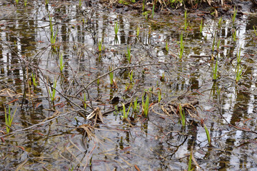 A flooded clearing in the forest in autumn on a cloudy day.