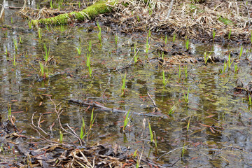 A flooded clearing in the forest in autumn on a cloudy day.