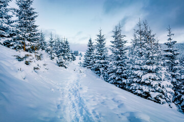 Beautiful winter scenery. Frosty morning view of mountain forest. Dramatic winter scene of Carpathian mountains, Ukraine. Beauty of nature concept background.