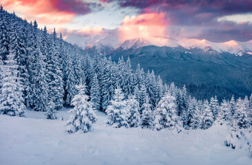 Fototapeta na wymiar Beautiful winter scenery. Unbelievable sunrise in Carpathian mountains. Fresh snow covered slopes and fir trees on the mountain valley, Ukraine, Europe. Beauty of nature concept background.
