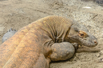 Close up of the head of a Komodo dragon. Komodo monitor lizard from Indonesian islands and Australia. Varanus komodoensis species.