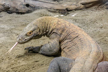 Komodo dragon sampling the air with its tongue. Komodo monitor lizard from Indonesian islands and Australia. Varanus komodoensis species.