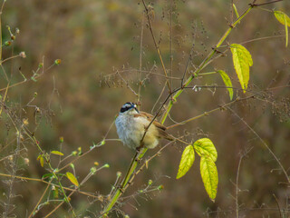 a sparrow on a branch