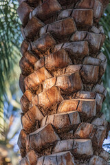 Middle East, Arabian Peninsula, Oman, Ad Dakhiliyah, Nizwa. Close-up of a palm tree trunk in Nizwa,...
