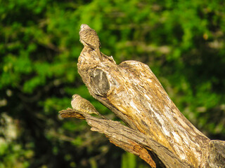 Two birds in a tree at Jalisco, Mexico 