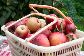 harvest of red apples in a plastic basket