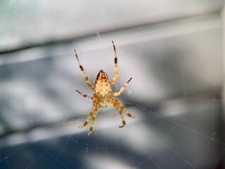 Crusader spider on a web, close-up. Spider-cross on a gray background. An arthropod insect weaves a web.