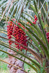Fototapeta premium Middle East, Arabian Peninsula, Oman, Ad Dakhiliyah, Nizwa. Dates on a date palm tree in Nizwa, Oman.