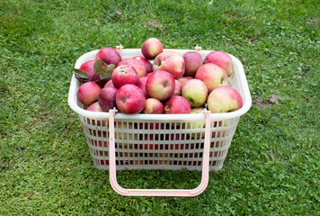 harvest of red apples in a plastic basket
