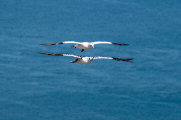 Fototapeta na wymiar Aerial display with a year 3 and year 4 northern gannets, morus bassanus, soaring above the cliffs