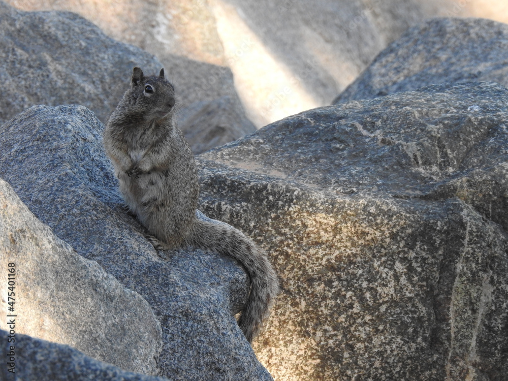 Sticker closeup of a squirrel on a big rock