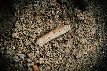 Fragment of bone