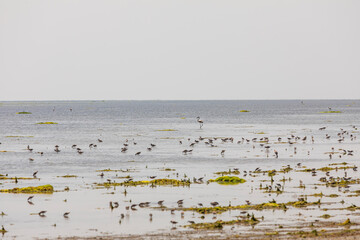 Middle East, Arabian Peninsula, Al Batinah South, Mahout. Flamingo and sea birds in a coastal marsh in Oman.