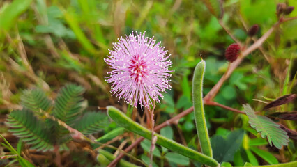 Closeup shot of a shame plant