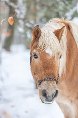 Head portrait of a pretty haflinger horse in front of a snowy winter landscape