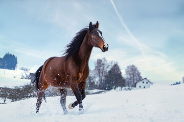 Portrait of a brown trotter horse running across a winter paddock