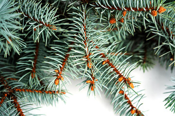 Spruce on a white background. Spruce branches on a white background. Fir tree.