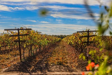 Vineyard stripping golden December leaves. vineyard plantation, plants, organic, fertile land,...