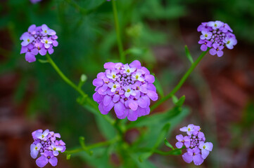 Closeup shot of purple geranium flowers