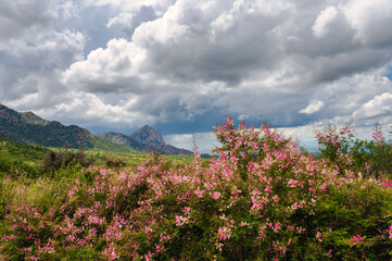 Vibrant colorful wildflowers grow in summer in Arizona during monsoon